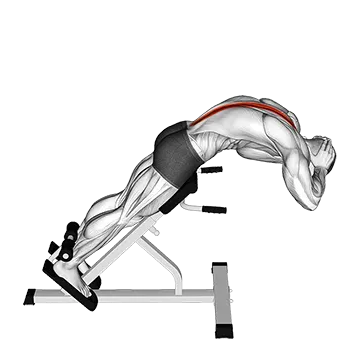 45 degrees back extension - Exclusive get you ultimate Strength for Erector Spinae from X health blend   Animated Exercise  Library
