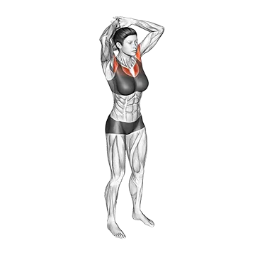 Ab roller crunch - Exclusive get you ultimate Strength for Rectus Abdominis from X health blend   Animated Exercise  Library