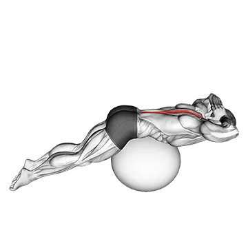 Back Extension on Exercise Ball - Exclusive get you ultimate Strength for Erector Spinae from X health blend   Animated Exercise  Library