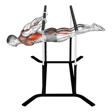 Back Lever - Exclusive get you ultimate Strength for Latissimus Dorsi from X health blend   Animated Exercise  Library