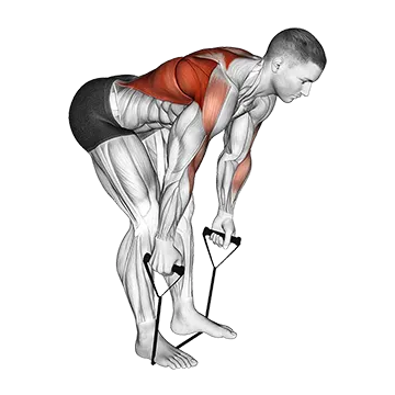 Band Bent Over Row - Exclusive get you ultimate Strength for Latissimus Dorsi