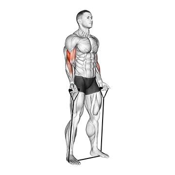Band Biceps Curl - Exclusive get you ultimate Strength for Biceps from X health blend   Animated Exercise  Library