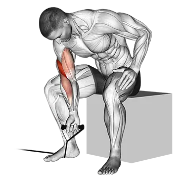 Band Concentration Curl - Exclusive get you ultimate Strength for Biceps from X health blend   Animated Exercise  Library