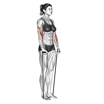 Band Hammer Curl - Exclusive get you ultimate Strength for Brachialis