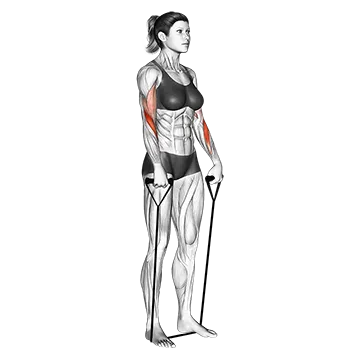 Band Reverse Curl - Exclusive get you ultimate Strength for Biceps from X health blend   Animated Exercise  Library