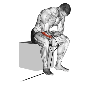 Band Reverse Wrist Curl - Exclusive get you ultimate Strength for Forearms from X health blend   Animated Exercise  Library
