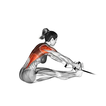 Band Seated Row - Exclusive get you ultimate Strength for Latissimus Dorsi