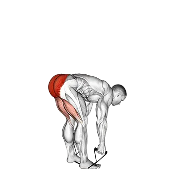 Band Stiff Leg Deadlift - Exclusive get you ultimate Strength for Hamstrings
