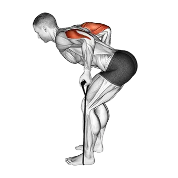 Band Triceps Kickback - Exclusive get you ultimate Strength for Triceps from X health blend   Animated Exercise  Library