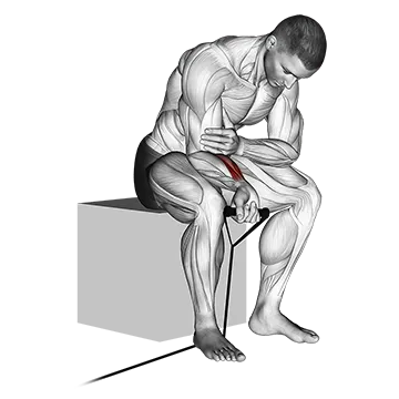 Band Wrist Curl - Exclusive get you ultimate Strength for Forearms from X health blend   Animated Exercise  Library