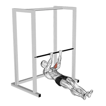 Bar Biceps Curl