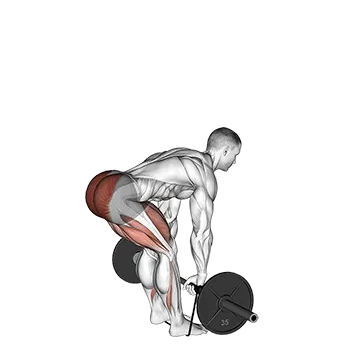 Barbell Banded Romanian Deadlift - Exclusive get you ultimate Strength for Hamstrings