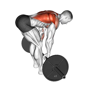 Barbell Bent Over Row - Exclusive get you ultimate Strength for Latissimus Dorsi from X health blend   Animated Exercise  Library