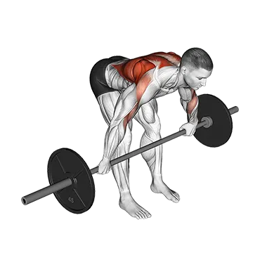 Barbell Bent Over Wide Grip Row - Exclusive get you ultimate Strength for Latissimus Dorsi from X health blend   Animated Exercise  Library