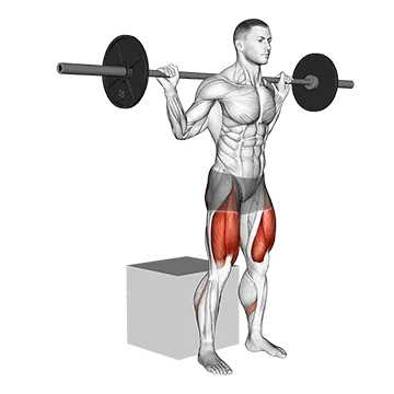 Barbell Box Squat - Exclusive get you ultimate Strength for Quadriceps