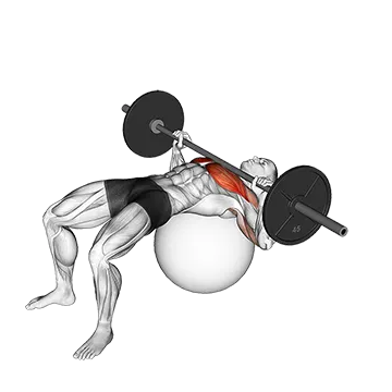 Barbell Chest Press on Stability Ball - Exclusive get you ultimate Strength for Pectoralis