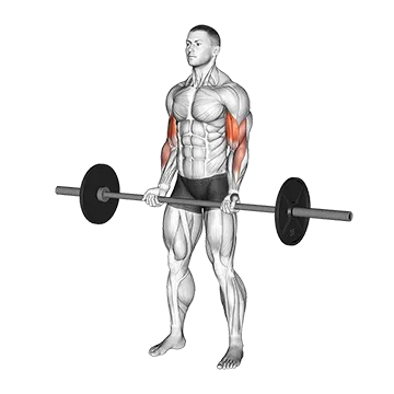 Barbell Curl - Exclusive get you ultimate Strength for Biceps from X health blend   Animated Exercise  Library