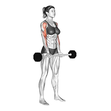 Barbell Drag Curl - Exclusive get you ultimate Strength for Biceps from X health blend   Animated Exercise  Library