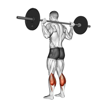 Barbell Floor Calf Raise - Exclusive get you ultimate Strength for Calves from X health blend   Animated Exercise  Library