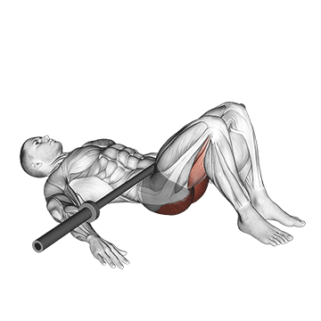 Barbell Glute Bridge - Exclusive get you ultimate Strength for Gluteus Maximus from X health blend   Animated Exercise  Library