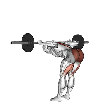 Barbell Good Morning - Exclusive get you ultimate Strength for Hamstrings