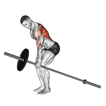 Barbell One Arm Bent Over Row - Exclusive get you ultimate Strength for Latissimus Dorsi