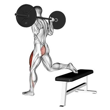 Barbell One Leg Squat - Exclusive get you ultimate Strength for Quadriceps