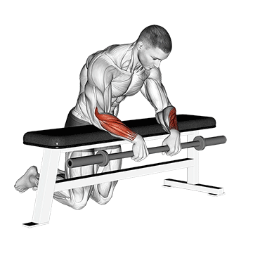 Barbell Palms Down Wrist Curl Over a Bench - Exclusive get you ultimate Strength for Forearms from X health blend   Animated Exercise  Library