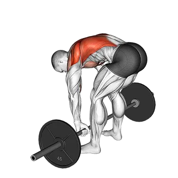 Barbell Pendlay Row