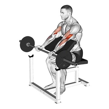 Barbell Preacher Curl - Exclusive get you ultimate Strength for Biceps from X health blend   Animated Exercise  Library