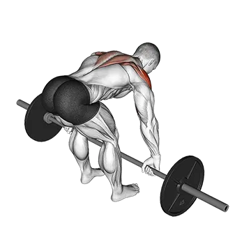 Barbell Rear Delt Row - Exclusive get you ultimate Strength for Rhomboids