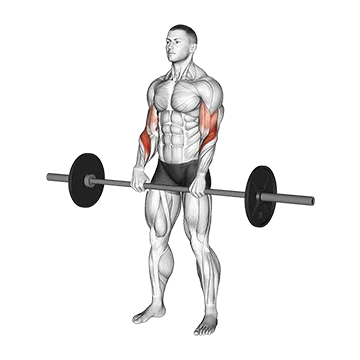 Barbell Reverse Curl