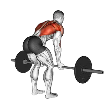 Barbell Reverse Grip Bent Over Row - Exclusive get you ultimate Strength for Latissimus Dorsi