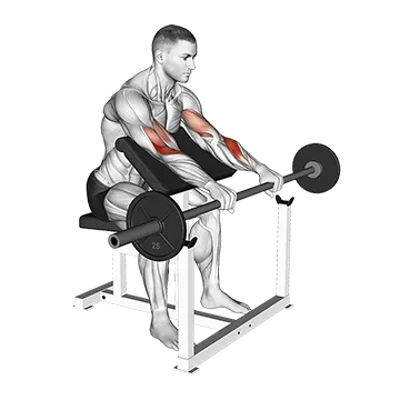 Barbell Reverse Preacher Curl - Exclusive get you ultimate Strength for Biceps from X health blend   Animated Exercise  Library