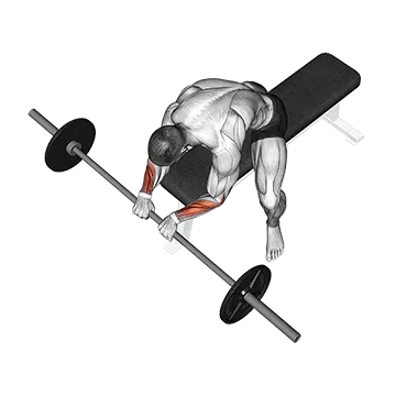 Barbell Reverse Wrist Curl - Exclusive get you ultimate Strength for Forearms from X health blend   Animated Exercise  Library