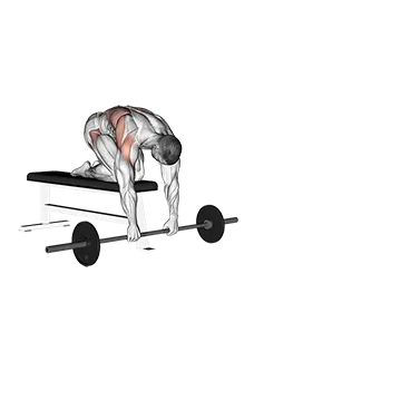 Barbell Rollout from Bench - Exclusive get you ultimate Strength for Abdominals from X health blend   Animated Exercise  Library
