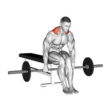Barbell Seated Shrug - Exclusive get you ultimate Strength for Traps from X health blend   Animated Exercise  Library