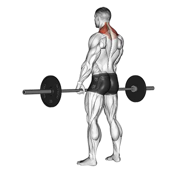 Barbell Shrug - Exclusive get you ultimate Strength for Traps from X health blend   Animated Exercise  Library