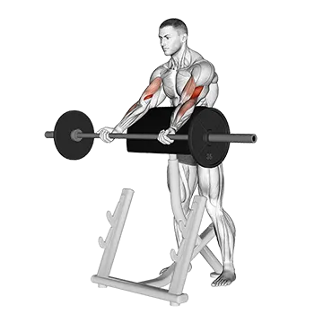 Barbell Spider Curl - Exclusive get you ultimate Strength for Biceps from X health blend   Animated Exercise  Library