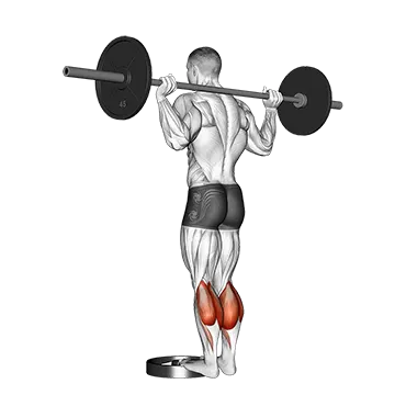Barbell Standing Calf Raise - Exclusive get you ultimate Strength for Calves from X health blend   Animated Exercise  Library