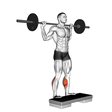 Barbell Standing Leg Calf Raise - Exclusive get you ultimate Strength for Calves from X health blend   Animated Exercise  Library