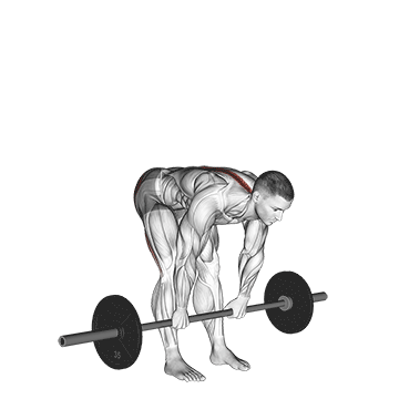Barbell Stiff-Legged Deadlift - Exclusive get you ultimate Strength for Hamstrings