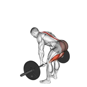 Barbell Straight Leg Deadlift - Exclusive get you ultimate Strength for Hamstrings