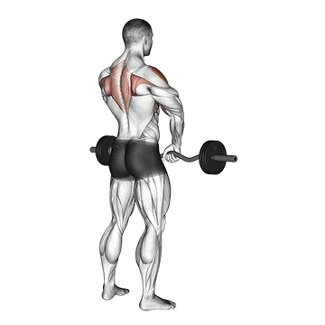 Barbell Upright Row