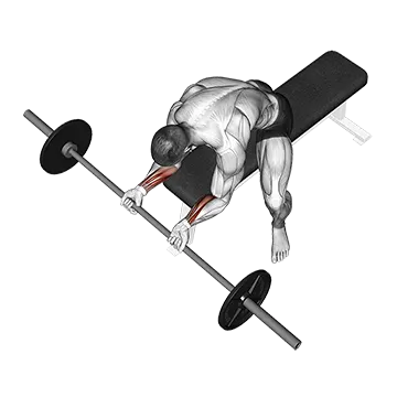 Barbell Wrist Curl - Exclusive get you ultimate Strength for Forearms from X health blend   Animated Exercise  Library