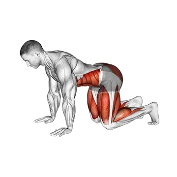 Bear Plank - Exclusive get you ultimate Strength for Abdominals from X health blend   Animated Exercise  Library