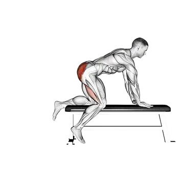 Bench Hip Extension - Exclusive get you ultimate Strength for Glutes from X health blend   Animated Exercise  Library
