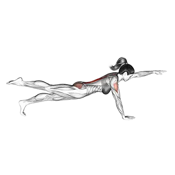 Bird Dog