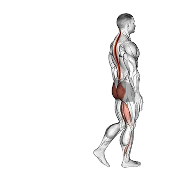 Bodyweight Single Leg RDL - Exclusive get you ultimate Strength for Hamstrings from X health blend   Animated Exercise  Library