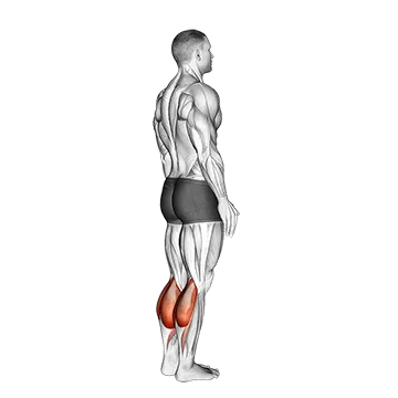 Bodyweight Standing Calf Raise - Exclusive get you ultimate Strength for Calves from X health blend   Animated Exercise  Library